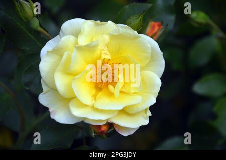 Single Yellow Rosa Flower Teppich Gold „Noalesa“ Shrub Rose, angebaut in RHS Garden Harlow Carr, Harrogate, Yorkshire. England, Großbritannien. Stockfoto