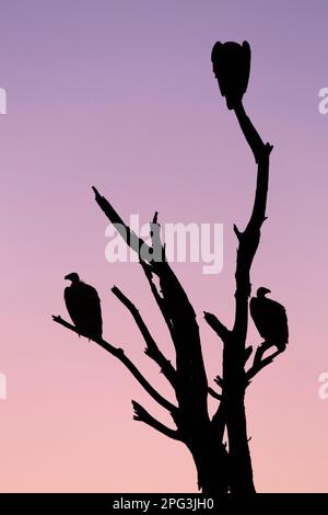 Sonnenuntergang-Silhouette von drei Geiern mit weißem Rücken, die in einem toten Baum sitzen Stockfoto