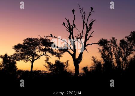 Muschi-Buschveld-Sonnenuntergangssilhouette mit Akazienbäumen und Geiern, die in einem großen toten Baum ruhen. Stockfoto