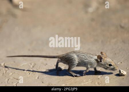 Viergestreifte Grasmaus (Rhabdomys pumilio), die zu einem kleinen Stein geht, um daran zu schnüffeln Stockfoto