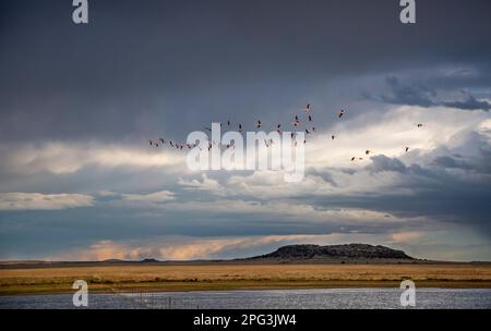 Schar von größerem Flamingo im Flug über einen Karoo-Damm in einer typischen Karoo-Landschaft mit launischem Sommerhimmel Stockfoto