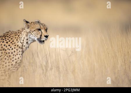 Gepard (Acinonyx jubatus) in einer trockenen Wüstenlandschaft Kalahari Stockfoto