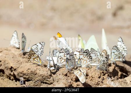 Braune Schmetterlinge (Belenois aurota) und eine gewöhnliche Orangenspitze (Colotis evenina), die Mineralien aus einem feuchten Erdfleck in der Kalaha lecken Stockfoto