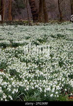 Ein Teppich aus Schneeglöckchen neben fernen Bäumen. Fotografiert in Lytham Hall, Lancashire Stockfoto
