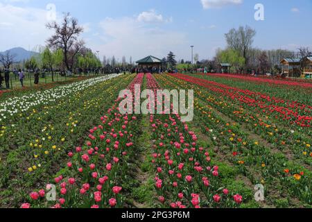 20. März 2023, Srinagar, Jammu und Kaschmir, Indien: Ein Blick auf den Indira Gandhi Memorial Tulip Garden in Srinagar, Asiens größtem Tulpengarten, zwischen dem Dal-See und den Hügeln von Zabarwan, mit bunten Tulpen in voller Blüte. (Kreditbild: © Adil Abbas/ZUMA Press Wire) NUR REDAKTIONELLE VERWENDUNG! Nicht für den kommerziellen GEBRAUCH! Stockfoto