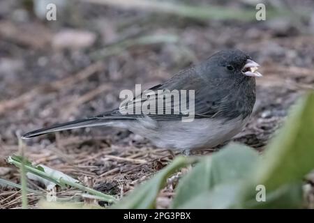 dunkle Augen gemahlene junco-Fütterung mit einem Samen im Mund an einem Herbsttag in Taylors Falls, Minnesota, USA. Stockfoto