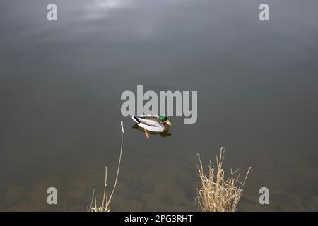 Ente im Wasser Stockfoto