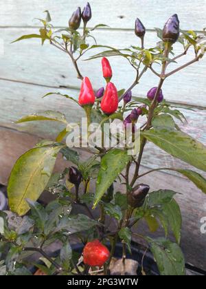 Heiße Chili-Paprika mit roten Früchten, die auf den Büschen neben dem Haus wachsen, aus nächster Nähe. Stockfoto