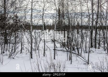 An einem Wintertag in Toivola, Minnesota, USA, im Naturschutzgebiet Sax-Zim Bog mit Bäumen und Schnee. Stockfoto