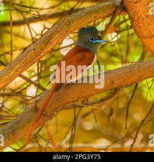 Afrikanische Paradise Flycatcher Stockfoto