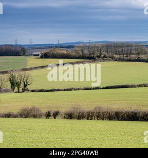 Die Stromleitungen von National Grid durchqueren Felder in der sanften Landschaftslandschaft der South Dorset Downs bei Broadmayne. Stockfoto