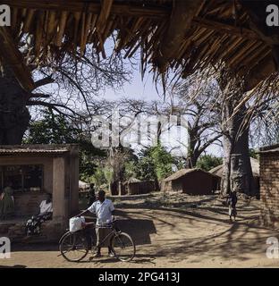 Baobabs wachsen im Dorf Mtakataka zwischen Salima und Monkey Bay in Malawi Stockfoto