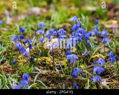 Blaue Frühlingsblumen der Zierknolle, Scilla sibirica, Sibirian Squill Stockfoto