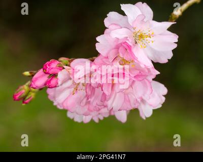 Rosa, halbdoppelte Blüte des harten, frühblühenden Kirschbaums, Prunus „Accolade“ Stockfoto