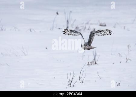 Weibliche Schneeeule, die im Winter im Sax-Zim Bog Nature Preserve in Toivola, Minnesota, USA, über ein verschneites Feld fliegt. Stockfoto