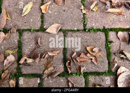 Im Herbst auf der Straße gefallene Baumblätter. Symmetrie, braun, Quadrate, Moos, Durcheinander, Zenithaler Blick, leerer Raum, Geburt Stockfoto