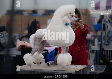 Pudel bei der Celtic Dog Show York PA Stockfoto