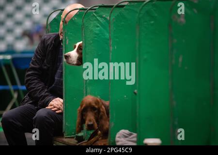 NEC, Birmingham, Großbritannien. 9. März 2023 Abbildung: Ein englischer Springer Spaniel springt einen Kopf aus seinem Gehäuse. Stockfoto