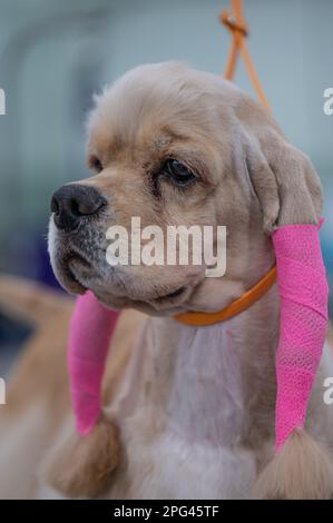 Cocker Spaniel Dog bei Celtic Dog Show, York, Pennsylvania Stockfoto