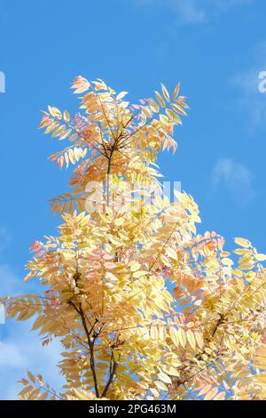 Toona sinensis Flamingo, chinesischer Zedernholz Flamingo, lachsrosa Frühlingsblatt, blass bis cremegelb, Stockfoto