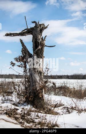 Snag, ein toter Baum, der in der Crex Meadows State Wildlife Area in Grantsburg, Wisconsin, USA, einen Gipfel verpasst. Stockfoto
