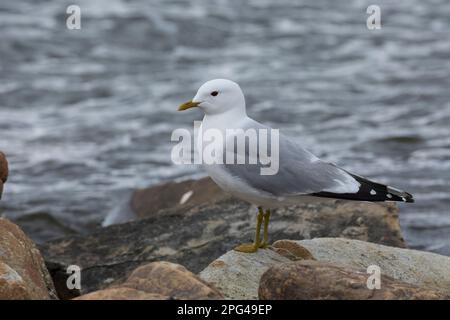 Sturmmöwe, Sturm-Möwe, Möwe, Sturmmöve, Sturm-Möve, Möwen, Larus canus, Mau, Mau, Mull, Sea Mau, Möwen, Möwen, Le Goéland cendré Stockfoto