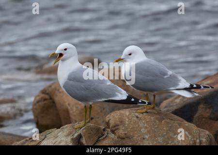 Sturmmöwe, Sturm-Möwe, Möwe, Sturmmöve, Sturm-Möve, Möwen, Larus canus, Mau, Mau, Mull, Sea Mau, Möwen, Möwen, Le Goéland cendré Stockfoto