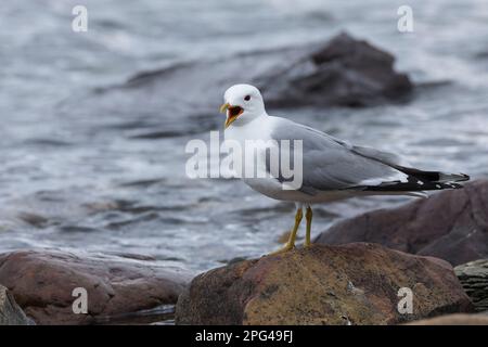 Sturmmöwe, Sturm-Möwe, Möwe, Sturmmöve, Sturm-Möve, Möwen, Larus canus, Mau, Mau, Mull, Sea Mau, Möwen, Möwen, Le Goéland cendré Stockfoto