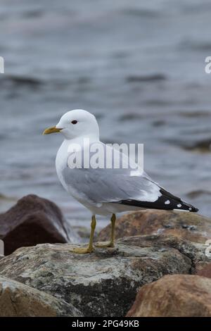 Sturmmöwe, Sturm-Möwe, Möwe, Sturmmöve, Sturm-Möve, Möwen, Larus canus, Mau, Mau, Mull, Sea Mau, Möwen, Möwen, Le Goéland cendré Stockfoto