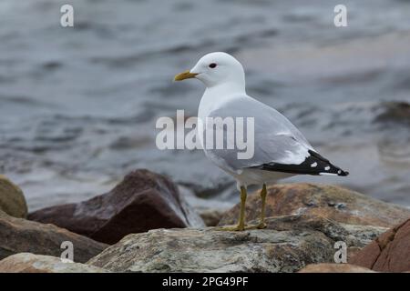 Sturmmöwe, Sturm-Möwe, Möwe, Sturmmöve, Sturm-Möve, Möwen, Larus canus, Mau, Mau, Mull, Sea Mau, Möwen, Möwen, Le Goéland cendré Stockfoto