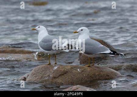 Sturmmöwe, Sturm-Möwe, Möwe, Sturmmöve, Sturm-Möve, Möwen, Larus canus, Mau, Mau, Mull, Sea Mau, Möwen, Möwen, Le Goéland cendré Stockfoto