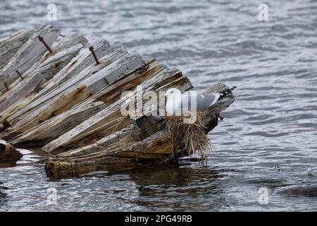 Sturmmöwe, brütend, auf Nest, Sturm-Möwe, Möwe, Sturmmöve, Sturm-Möve, Möwen, Larus canus, Mau Gull, Seemöwe, Seezunge, Nest, Grübeln, Möwe, Möwen Stockfoto