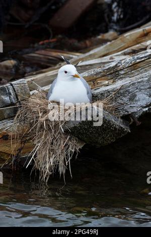 Sturmmöwe, brütend, auf Nest, Sturm-Möwe, Möwe, Sturmmöve, Sturm-Möve, Möwen, Larus canus, Mau Gull, Seemöwe, Seezunge, Nest, Grübeln, Möwe, Möwen Stockfoto