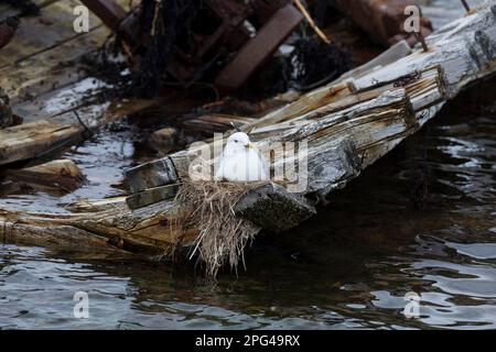 Sturmmöwe, brütend, auf Nest, Sturm-Möwe, Möwe, Sturmmöve, Sturm-Möve, Möwen, Larus canus, Mau Gull, Seemöwe, Seezunge, Nest, Grübeln, Möwe, Möwen Stockfoto