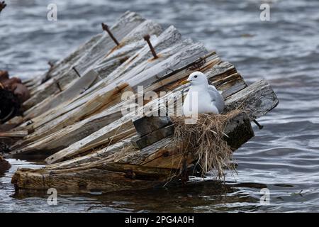 Sturmmöwe, brütend, auf Nest, Sturm-Möwe, Möwe, Sturmmöve, Sturm-Möve, Möwen, Larus canus, Mau Gull, Seemöwe, Seezunge, Nest, Grübeln, Möwe, Möwen Stockfoto