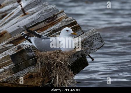 Sturmmöwe, brütend, auf Nest, Sturm-Möwe, Möwe, Sturmmöve, Sturm-Möve, Möwen, Larus canus, Mau Gull, Seemöwe, Seezunge, Nest, Grübeln, Möwe, Möwen Stockfoto