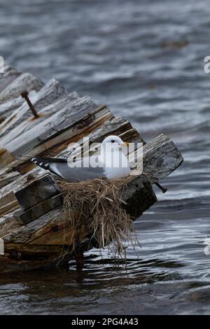 Sturmmöwe, brütend, auf Nest, Sturm-Möwe, Möwe, Sturmmöve, Sturm-Möve, Möwen, Larus canus, Mau Gull, Seemöwe, Seezunge, Nest, Grübeln, Möwe, Möwen Stockfoto