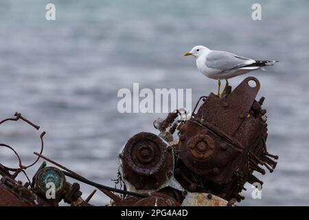 Sturmmöwe, Sturm-Möwe, Möwe, Sturmmöve, Sturm-Möve, Möwen, Larus canus, Mau, Mau, Mull, Sea Mau, Möwen, Möwen, Le Goéland cendré Stockfoto