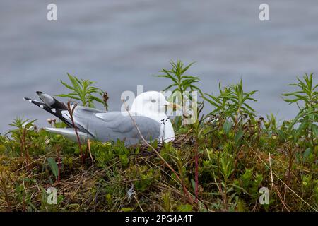 Sturmmöwe, brütend, auf Nest, Sturm-Möwe, Möwe, Sturmmöve, Sturm-Möve, Möwen, Larus canus, Mau Gull, Seemöwe, Seezunge, Nest, Grübeln, Möwe, Möwen Stockfoto