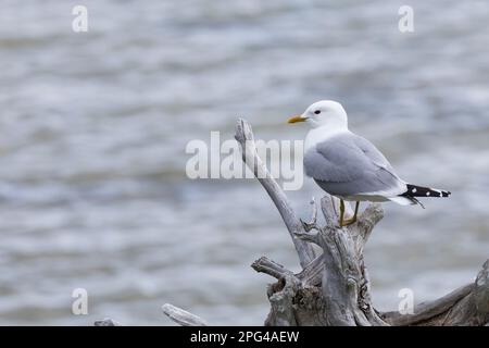 Sturmmöwe, Sturm-Möwe, Möwe, Sturmmöve, Sturm-Möve, Möwen, Larus canus, Mau, Mau, Mull, Sea Mau, Möwen, Möwen, Le Goéland cendré Stockfoto