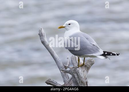 Sturmmöwe, Sturm-Möwe, Möwe, Sturmmöve, Sturm-Möve, Möwen, Larus canus, Mau, Mau, Mull, Sea Mau, Möwen, Möwen, Le Goéland cendré Stockfoto