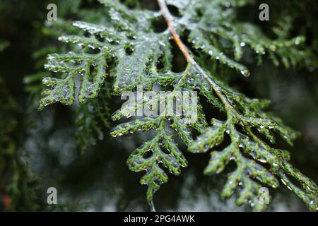 Thuja-Zweig mit Eisglasur im Freien am Wintertag, Schließung Stockfoto