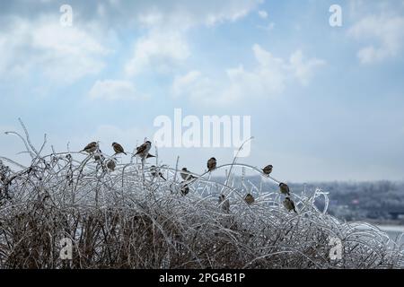 Scharen von Spatzen auf mit Eisglasur bedeckten Sträuchern im Freien. Kalter Wintertag Stockfoto