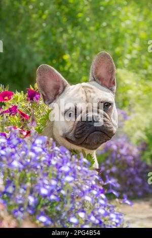 Porträt eines süßen jungen französischen Bulldoggen, 8 Monate alt, einer Hundeaugen-farbenen Frau, die Admiralblüten in einem Garten präsentiert Stockfoto