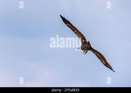 Weißgesichtiger Geier, Zigeuner africanus, im Flug vor blauem Himmel Hintergrund. Dieser Vogel aus der alten Welt ist in der Wildnis vom Aussterben bedroht, und die Populationen sinken Stockfoto