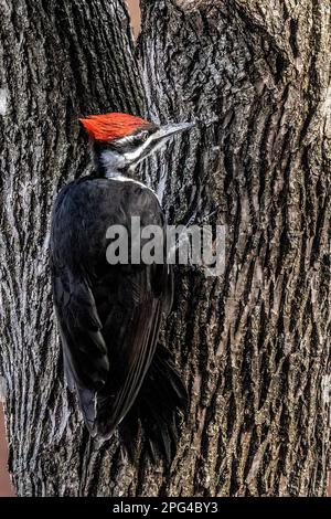 An einem Frühlingstag in Taylors Falls, Minnesota, USA, pilotierte eine Speckfrau auf einem Baum. Das Weibchen hat keinen roten Wangenstreifen. Stockfoto