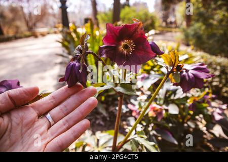 Weibliche Hand berührt burgunderrote Helleborus-Blume. Weihnachtsrosen oder Lentenrosen, die im botanischen Frühlingsgarten wachsen. Primrosen im Frühlingspark. Stockfoto