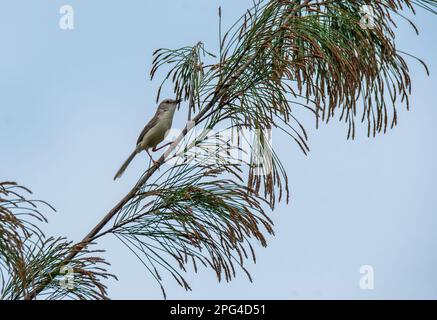 Eine schlichte prinia, die auf einem Buschzweig am Stadtrand von Bhuj, Gujarat, in einer Gegend sitzt, die als Greater Rann of Kutch bekannt ist Stockfoto