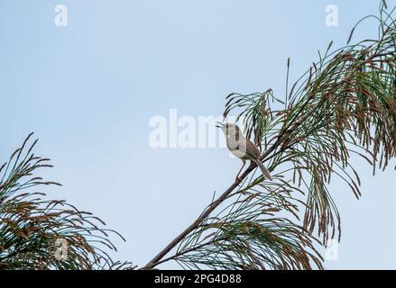 Eine schlichte prinia, die auf einem Buschzweig am Stadtrand von Bhuj, Gujarat, in einer Gegend sitzt, die als Greater Rann of Kutch bekannt ist Stockfoto