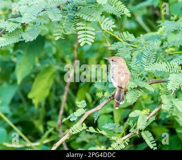 Ein Schneidervogel hoch oben auf einem kleinen Ast am Stadtrand von Bhuj, Gujarat, in einem Gebiet, das als Greater rann of kutch bekannt ist Stockfoto